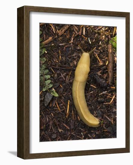 Pacific Banana Slug-Bob Gibbons-Framed Photographic Print