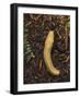 Pacific Banana Slug-Bob Gibbons-Framed Photographic Print