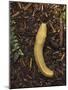 Pacific Banana Slug-Bob Gibbons-Mounted Photographic Print