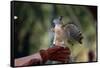 Pacific Baza Perched on Falconer's Hand-W. Perry Conway-Framed Stretched Canvas