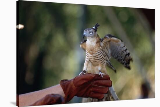 Pacific Baza Perched on Falconer's Hand-W. Perry Conway-Stretched Canvas