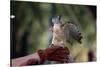 Pacific Baza Perched on Falconer's Hand-W. Perry Conway-Stretched Canvas