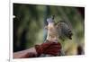 Pacific Baza Perched on Falconer's Hand-W. Perry Conway-Framed Photographic Print