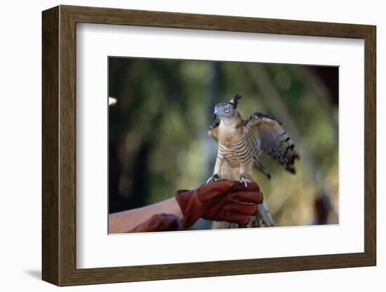 Pacific Baza Perched on Falconer's Hand-W. Perry Conway-Framed Photographic Print