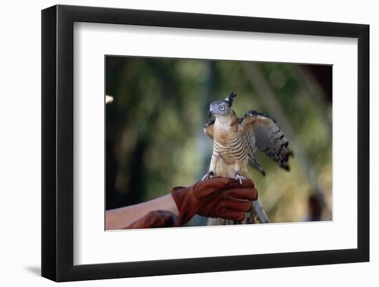 Pacific Baza Perched on Falconer's Hand-W. Perry Conway-Framed Photographic Print