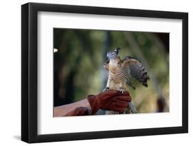 Pacific Baza Perched on Falconer's Hand-W. Perry Conway-Framed Photographic Print