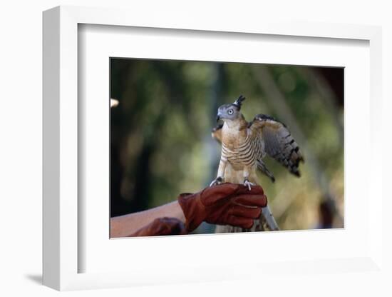 Pacific Baza Perched on Falconer's Hand-W. Perry Conway-Framed Photographic Print