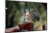 Pacific Baza Perched on Falconer's Hand-W. Perry Conway-Mounted Photographic Print