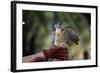 Pacific Baza Perched on Falconer's Hand-W. Perry Conway-Framed Photographic Print