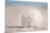 Pacific Beach, California - Sand Dollar on Beach-Lantern Press-Mounted Premium Giclee Print