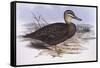 Pacific Black Duck (Anas Superciliosa)-John Gould-Framed Stretched Canvas