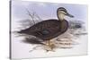 Pacific Black Duck (Anas Superciliosa)-John Gould-Stretched Canvas