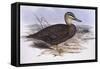 Pacific Black Duck (Anas Superciliosa)-John Gould-Framed Stretched Canvas