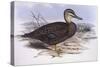 Pacific Black Duck (Anas Superciliosa)-John Gould-Stretched Canvas