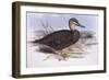 Pacific Black Duck (Anas Superciliosa)-John Gould-Framed Giclee Print