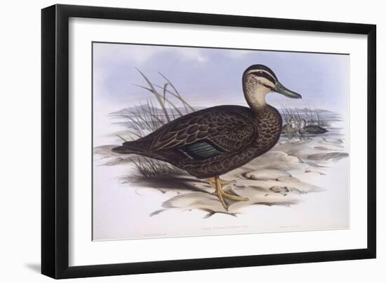 Pacific Black Duck (Anas Superciliosa)-John Gould-Framed Giclee Print