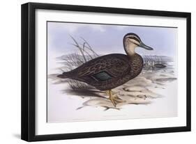 Pacific Black Duck (Anas Superciliosa)-John Gould-Framed Giclee Print