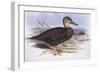 Pacific Black Duck (Anas Superciliosa)-John Gould-Framed Giclee Print