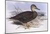 Pacific Black Duck (Anas Superciliosa)-John Gould-Mounted Giclee Print