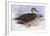 Pacific Black Duck (Anas Superciliosa)-John Gould-Framed Giclee Print