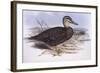 Pacific Black Duck (Anas Superciliosa)-John Gould-Framed Giclee Print