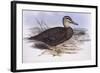 Pacific Black Duck (Anas Superciliosa)-John Gould-Framed Giclee Print