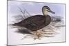 Pacific Black Duck (Anas Superciliosa)-John Gould-Mounted Giclee Print