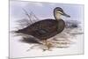 Pacific Black Duck (Anas Superciliosa)-John Gould-Mounted Giclee Print