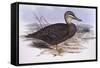 Pacific Black Duck (Anas Superciliosa)-John Gould-Framed Stretched Canvas