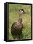 Pacific Black Duck, Tasmania, Australia-Pete Oxford-Framed Stretched Canvas