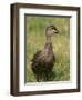 Pacific Black Duck, Tasmania, Australia-Pete Oxford-Framed Premium Photographic Print