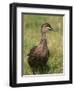 Pacific Black Duck, Tasmania, Australia-Pete Oxford-Framed Premium Photographic Print