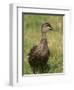 Pacific Black Duck, Tasmania, Australia-Pete Oxford-Framed Premium Photographic Print