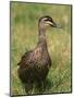 Pacific Black Duck, Tasmania, Australia-Pete Oxford-Mounted Premium Photographic Print