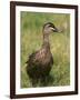 Pacific Black Duck, Tasmania, Australia-Pete Oxford-Framed Photographic Print