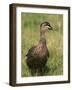 Pacific Black Duck, Tasmania, Australia-Pete Oxford-Framed Photographic Print