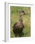 Pacific Black Duck, Tasmania, Australia-Pete Oxford-Framed Photographic Print