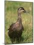 Pacific Black Duck, Tasmania, Australia-Pete Oxford-Mounted Photographic Print