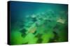 Pacific Cownose Rays (Rhinoptera Steindachneri)-Reinhard Dirscherl-Stretched Canvas