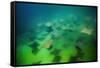 Pacific Cownose Rays (Rhinoptera Steindachneri)-Reinhard Dirscherl-Framed Stretched Canvas