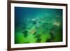 Pacific Cownose Rays (Rhinoptera Steindachneri)-Reinhard Dirscherl-Framed Photographic Print