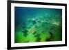 Pacific Cownose Rays (Rhinoptera Steindachneri)-Reinhard Dirscherl-Framed Photographic Print