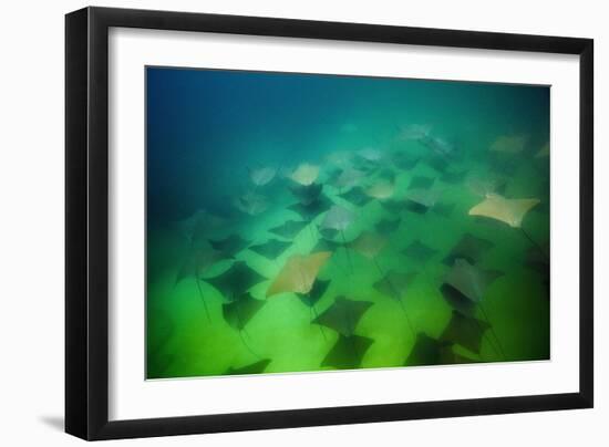 Pacific Cownose Rays (Rhinoptera Steindachneri)-Reinhard Dirscherl-Framed Photographic Print