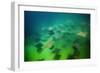 Pacific Cownose Rays (Rhinoptera Steindachneri)-Reinhard Dirscherl-Framed Photographic Print