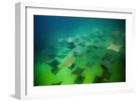 Pacific Cownose Rays (Rhinoptera Steindachneri)-Reinhard Dirscherl-Framed Photographic Print