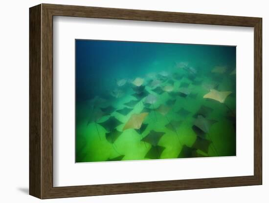 Pacific Cownose Rays (Rhinoptera Steindachneri)-Reinhard Dirscherl-Framed Photographic Print