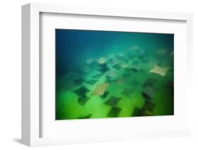 Pacific Cownose Rays (Rhinoptera Steindachneri)-Reinhard Dirscherl-Framed Photographic Print