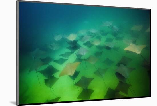 Pacific Cownose Rays (Rhinoptera Steindachneri)-Reinhard Dirscherl-Mounted Photographic Print