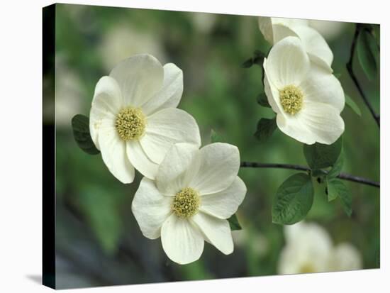 Pacific Dogwood Along Merced River, Yosemite National Park, California, USA-Adam Jones-Stretched Canvas