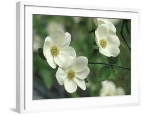 Pacific Dogwood Along Merced River, Yosemite National Park, California, USA-Adam Jones-Framed Photographic Print